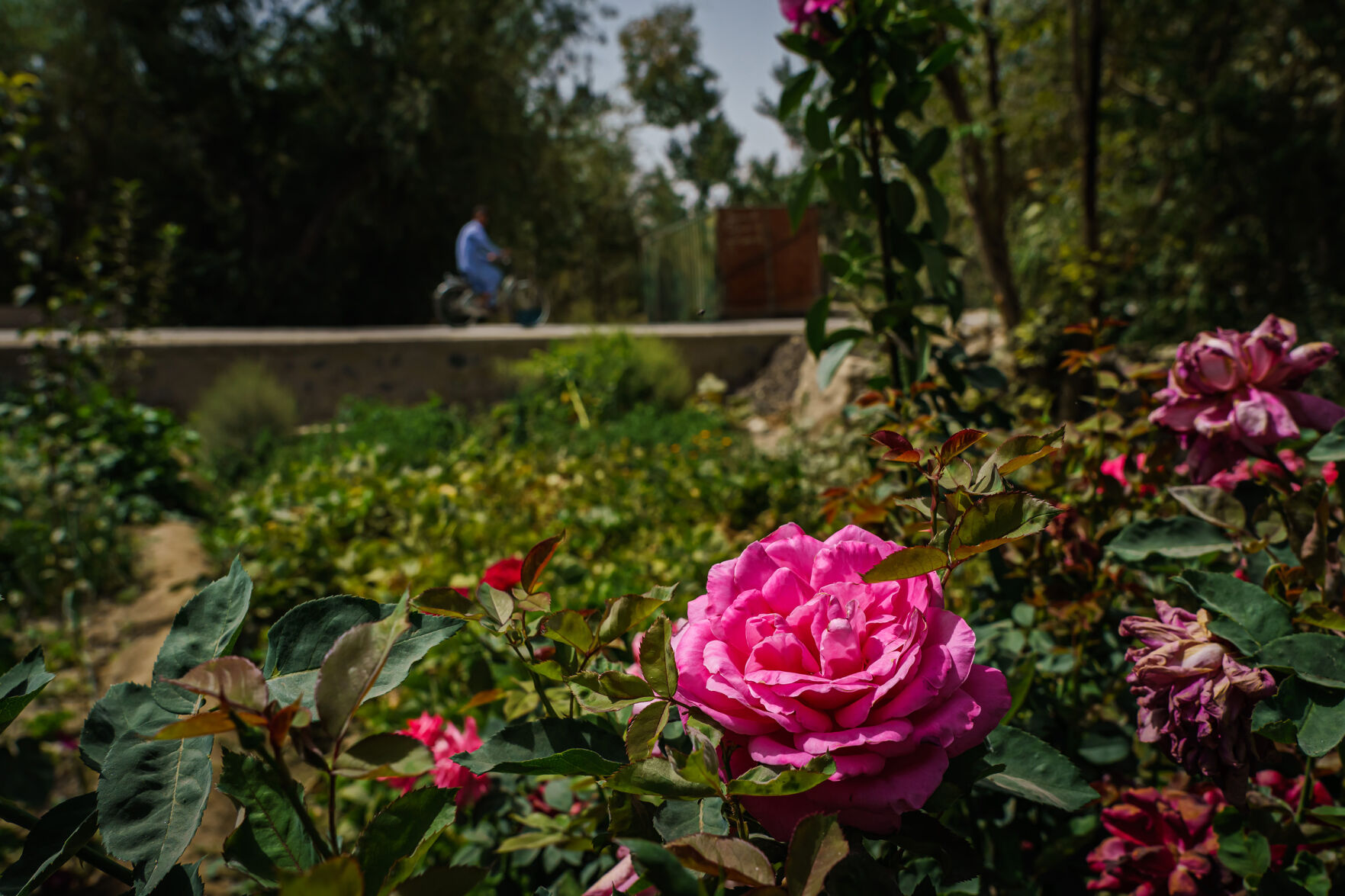 WORLD-NEWS-AFGHANISTAN-COUNTRYSIDE-7-LA